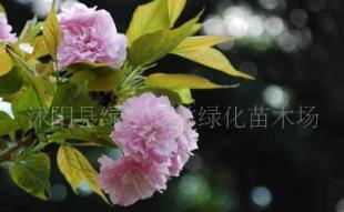 供應花卉苗木 櫻花樹 櫻花種子 小苗_農副產品