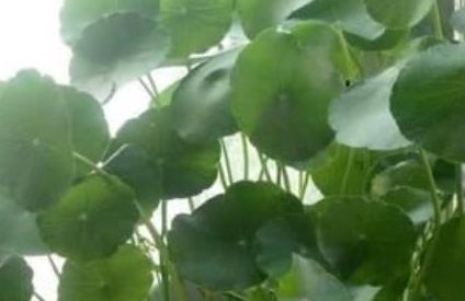 這種植物的綠葉如 鏡子 ,既是一種家居好盆栽,也是一味好藥材