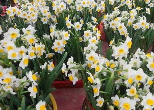 城記 愛花 賞花 種花 廣州已 花心 兩千年