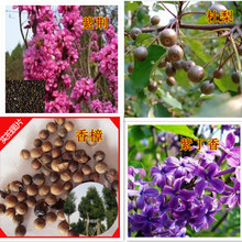 【杜梨種子】最新最全杜梨種子 產品參考信息