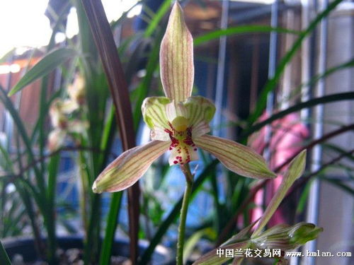 精品春劍新種紅花水仙壯草帶花現切引種