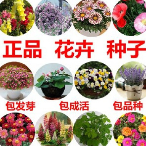 贈送碗蓮種子、進口花卉種子