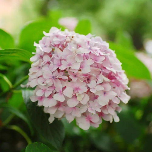 這種花的顏色隨土而變,靜安這兩處花境等你來打卡