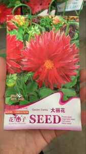 【大麗花大麗花】大麗花大麗花價格/圖片_大麗花大麗花批發/采購_大麗花大麗花廠家/供應商