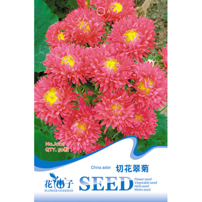 我要發芽 花卉種子 切花翠菊種子 江西臘 七月菊 庭院盆栽 50粒/包 園藝用品 【價格 圖片 品牌 報價】-蘇寧易購