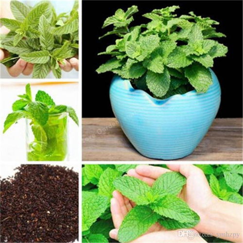 食用薄荷種籽四季種植易活種孑室內驅蚊小盆栽貓薄荷種子花種籽子
