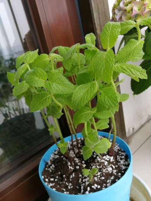 高顏值花卉人見人愛,6種適合客廳的花卉,養著省心,看著養心