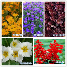 【報春花種子】最新最全報春花種子 產品參考信息