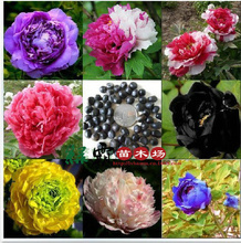 最新苗木價格_種苗、種子、種球_苗木價格_優質苗木批發/采購 