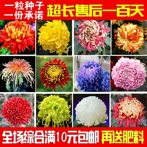 花卉種子【菊花種子】盆栽 易種 家庭陽臺觀花種子四季播種 彩包