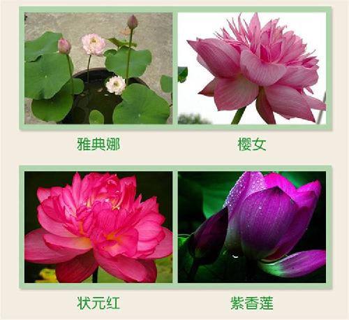 撫順跑江湖地攤四季碗蓮種子一斤多少錢