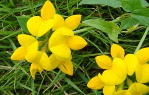 4生肖女,越老越有迷人, 個個命里藏金 ,晚年 個個鳳凰命