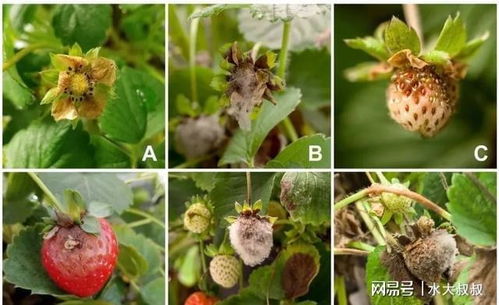 8種盆栽花卉容易感染的病蟲害,用藥的方法技巧指南,新手輕松學