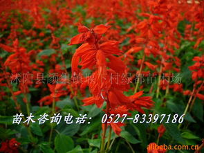 沭陽縣顏集鎮堰下村綠都苗木場 花草盆景產品列表