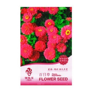 百日草 花卉 種子 40粒(花語:惜別 恒久不變) - 家庭 盆栽 花卉 種子 陽臺 種植