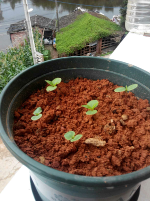 津沽園藝 花卉種子 粉煦茶花鳳仙種子 鳳仙花 四季播盆栽 淡粉色 20粒