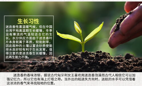 進口花卉種子 觀賞花種子 迷迭香種子 花卉種子 四季易種花種子