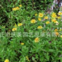 園藝鴨子價格 園藝鴨子批發 園藝鴨子廠家 