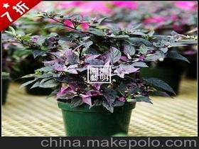 花卉進口供應商,價格,花卉進口批發市場 