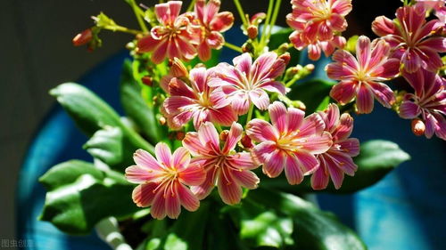 春天綻放的8種小花,隨便養一盆,就能開成新風景