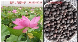 【睡蓮子】睡蓮子價格/圖片_睡蓮子批發/采購_睡蓮子廠家/供應商