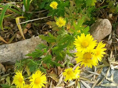 野菊花花卉種子 四季易種 發芽快 生長迅速 易成活