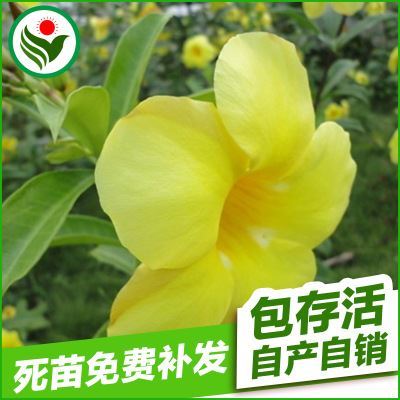 【 種子】 長期供應 綠化景觀花卉種子 麥桿菊種子圖片|【 種子】 長期供應 綠化景觀花卉種子 麥桿菊種子產品圖片由仙桃市綠騰花草種苗專業合作社公司生產提供-