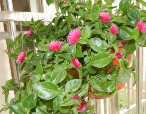 這 3種 花只要1點水和土,就能瘋長不停,專業戶也不敢大批養