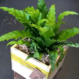 在陰暗的室內越能茁壯生長的10種花卉,你家里養(yǎng)了哪幾盆