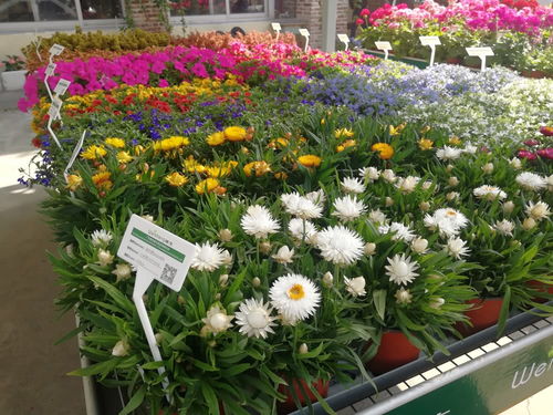 超1000種花卉競美爭艷 順德陳村花卉文化嘉年華等你來