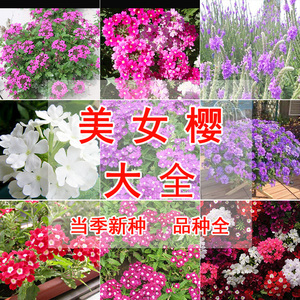 陽(yáng)臺(tái)植物種子
