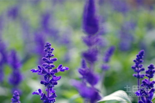 藍(lán)花鼠尾草價(jià)格參考大全