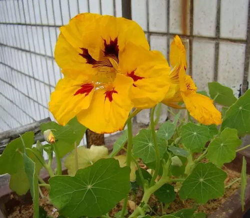 植物界里的爬墻高手,種家里滿墻都是花