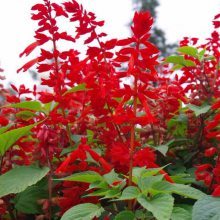 【批發一串紅花卉種子 一串紅觀賞性好 景觀花籽發芽率高圖片】批發一串紅花卉種子 一串紅觀賞性好 景觀花籽發芽率高