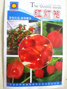 原包裝花卉種子 紅燈籠種子 紅姑娘 紅果酸漿 藥材四季播種 野生優惠價5.88元,原包裝花卉種子精心為您挑選-麥爾網購導航-網購寶