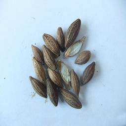 桂花種子 桂花種子價格價格 桂花種子 桂花種子價格型號規格