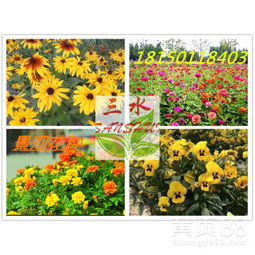 【云南省保山市綠化專用時令花卉都有哪些】-