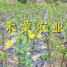 2020花卉種子種苗價格 報價 花卉種子種苗批發 種子網