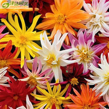 【大麗花種子】最新最全大麗花種子 產品參考信息