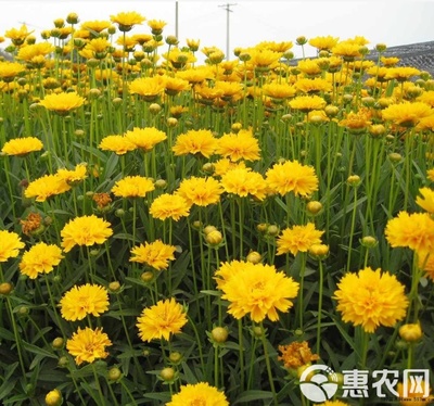 金雞菊種子非常適合作為生活中的觀賞花卉