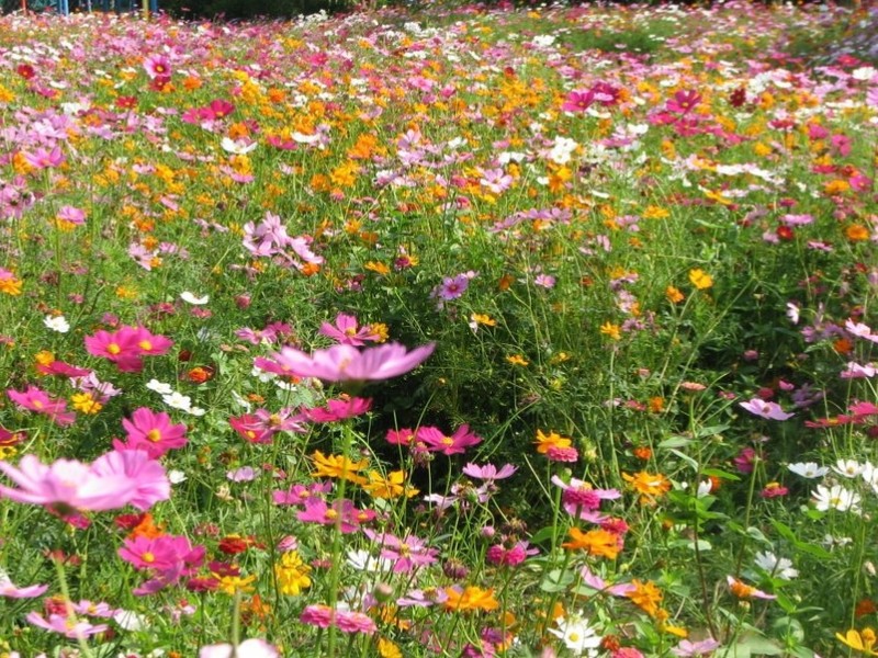 進口野花組合適合什么時候種植,種植每畝地需要多少種植-花海建設-長