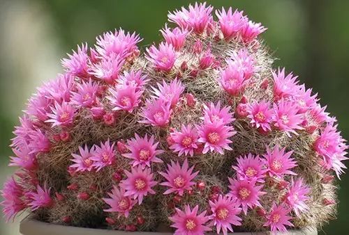 新手最易養的8種花卉,簡單好活,懶人必讀