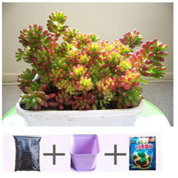 花卉種子春季播 四季陽臺室內植物盆栽 多肉玫瑰花草莓套餐 買3送1 虹之玉【圖片 價格 品牌 報價】-京東