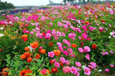 哪里是野花組合種子主產地?