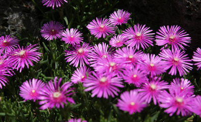 松葉菊種子價格多少錢