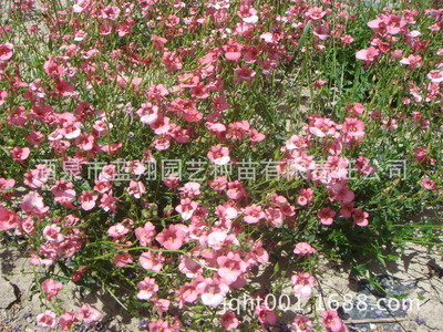 廠家直銷優良花卉種子、景觀綠化種子、稀有品種花卉、雙距花種子 圖片_高清大圖 