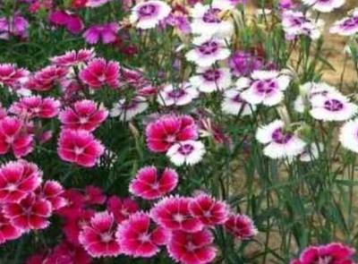 五彩石竹種子多久發芽