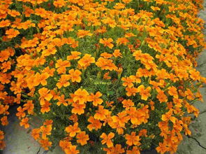 花卉種子 花仙子彩包種子 向日葵 玩具熊向日葵 約20粒 h133價格 廠家 圖片