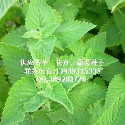 薄荷種子 翠筠 花卉種子 種苗 園藝