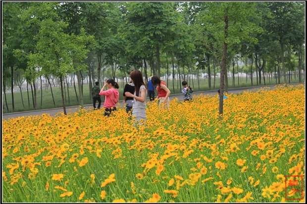 多年生金雞菊種子 播種速生金錢菊花籽景觀花卉種子花海植物種子